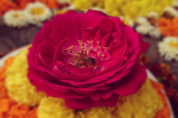 dharma song 4 2
