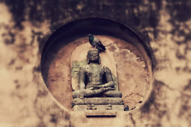 dharma song6 1