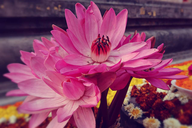 dharma song6 2