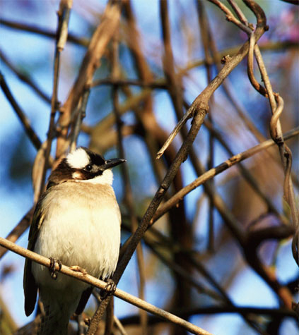 tsultrim rinpoche he19